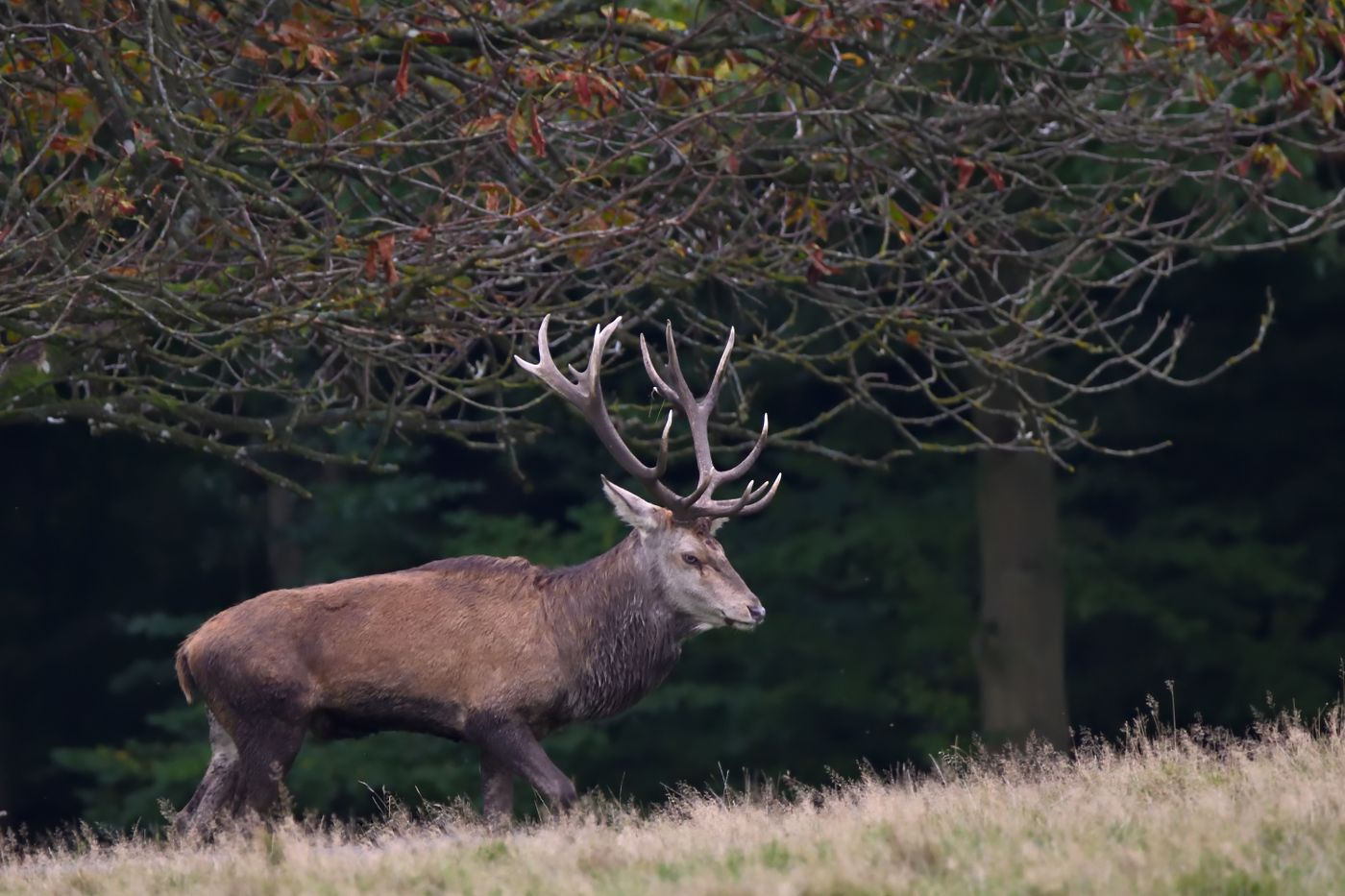 A stag with branching antlers in an autumn woodland, illustrating the Baratheon emblem.