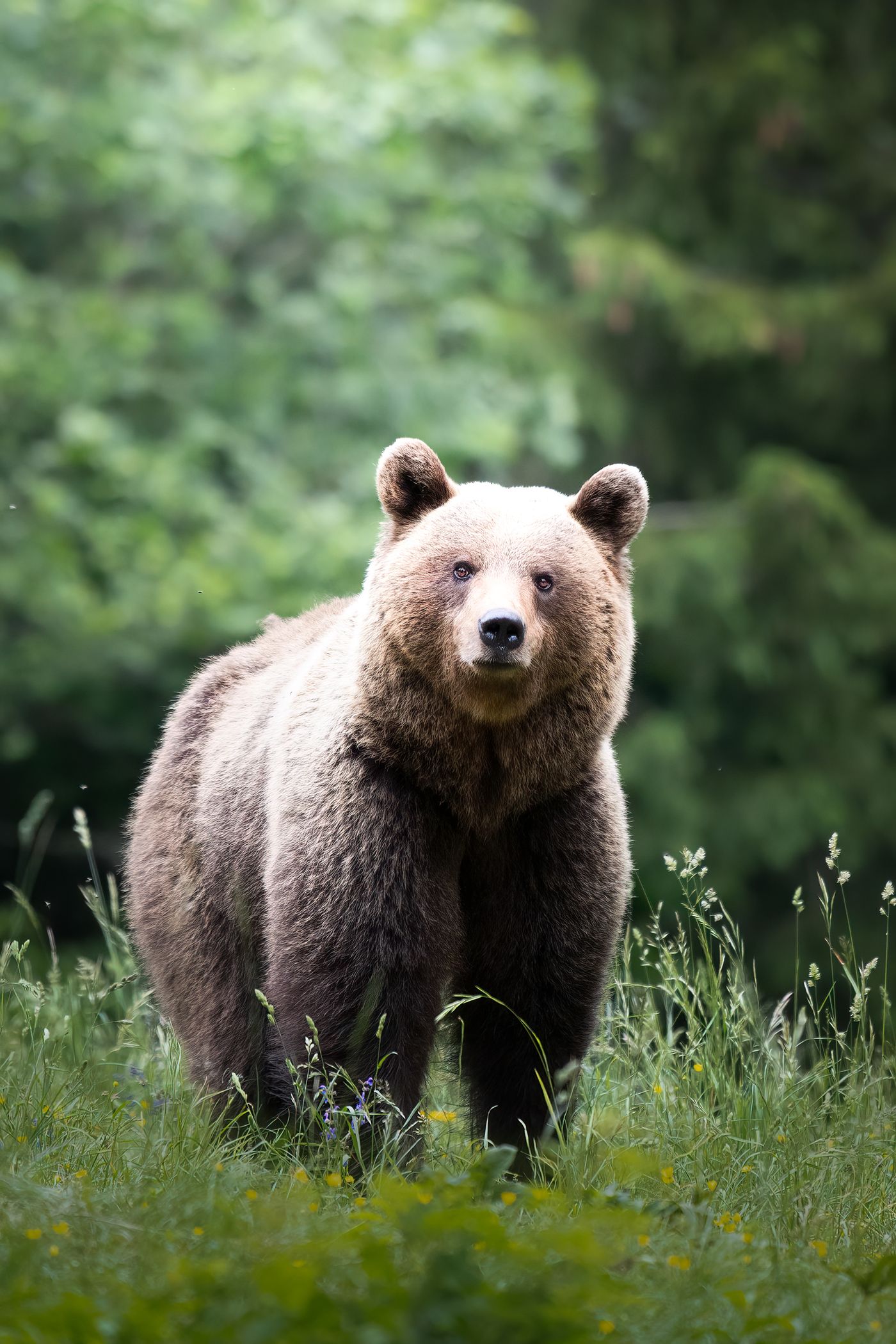 A brown bear in green woodland, illustrating the Mormont emblem.
