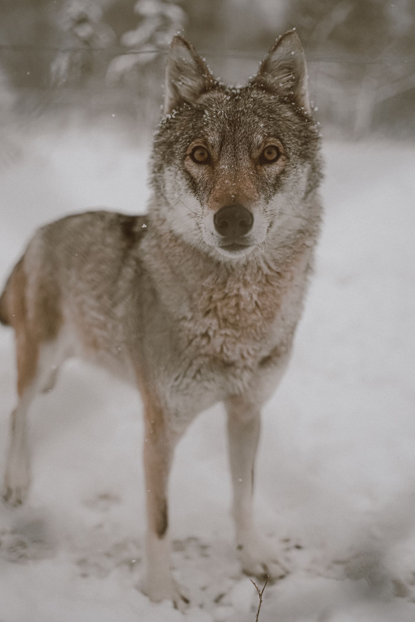A grey wolf standing in snow; a thematic photograph for the Stark wolf.