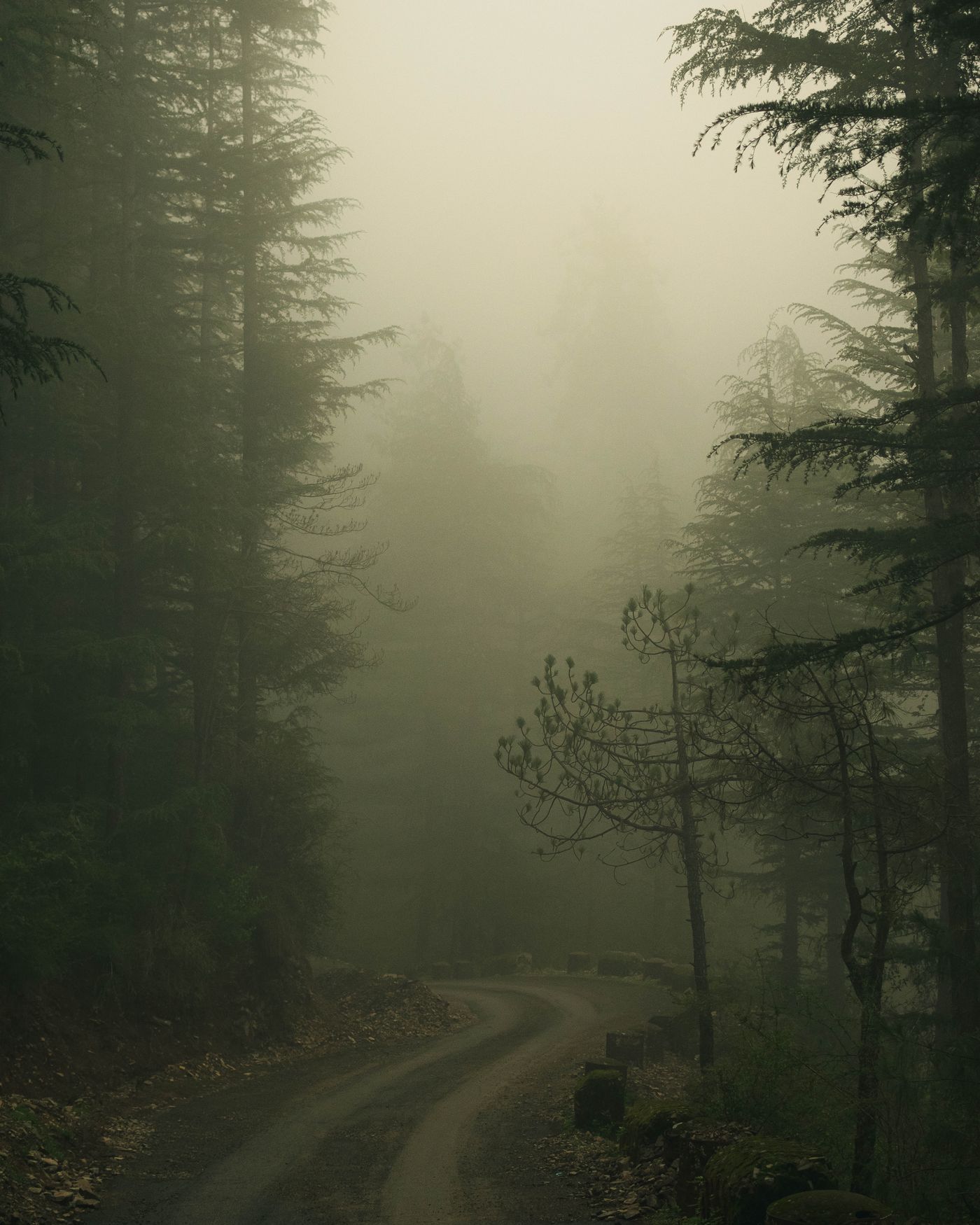 A misty dirt road winding into forest, illustrating the uncertainty of journeys.
